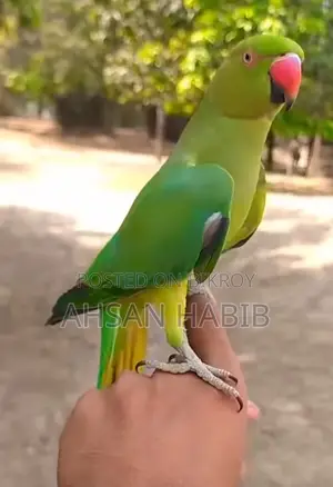 Indian Ringneck Parrot