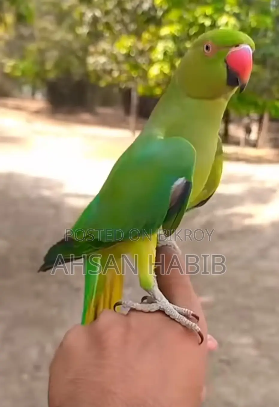 Indian Ringneck Parrot