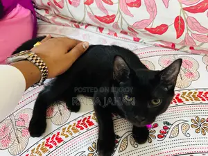 মিশ্র জাতের মেয়ে বিড়ালছানা