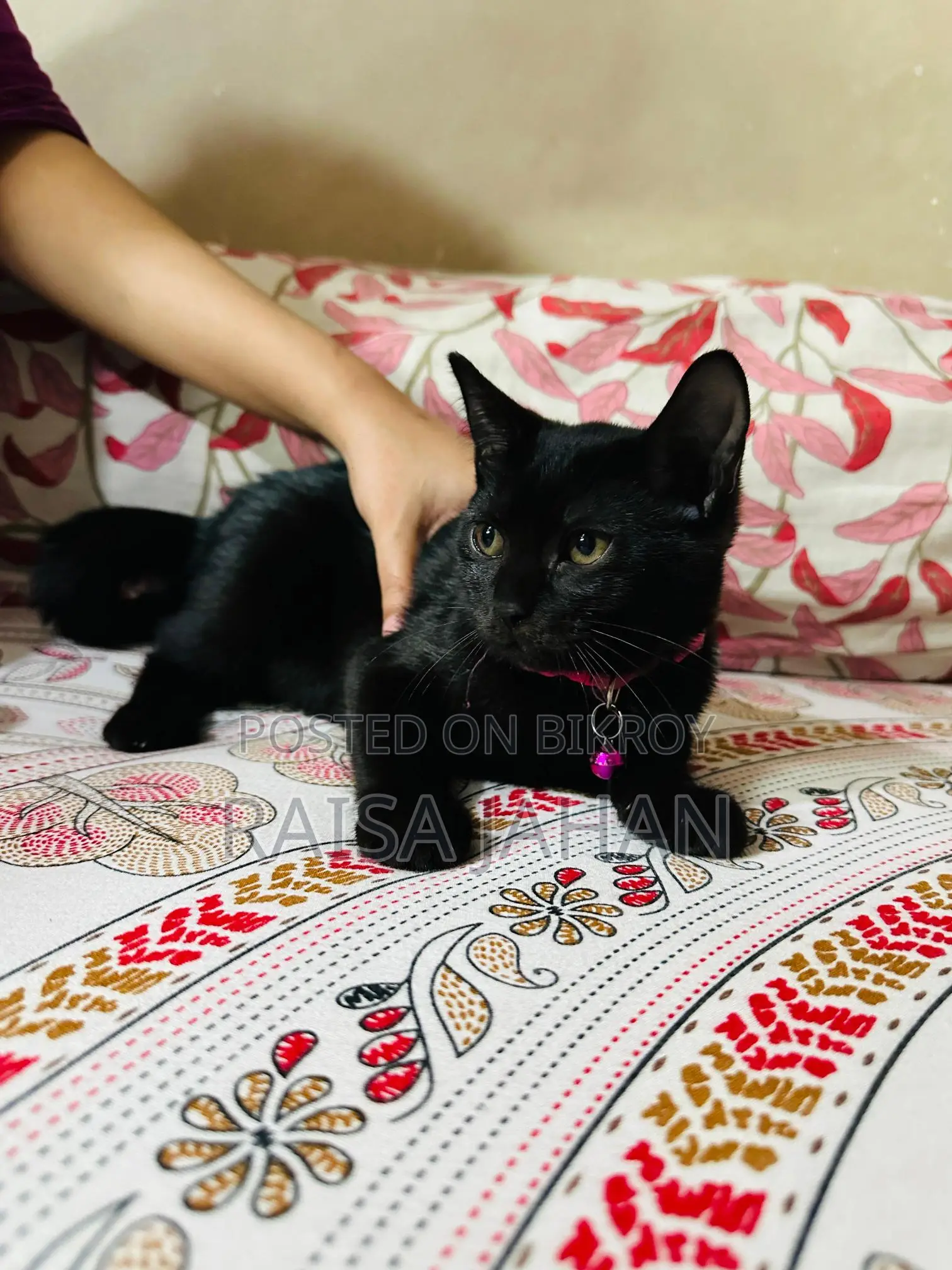 Mixed Breed Female Kitten