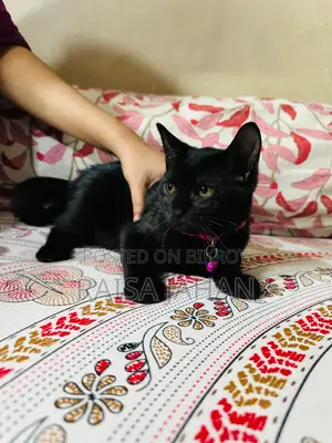 Mixed Breed Female Kitten