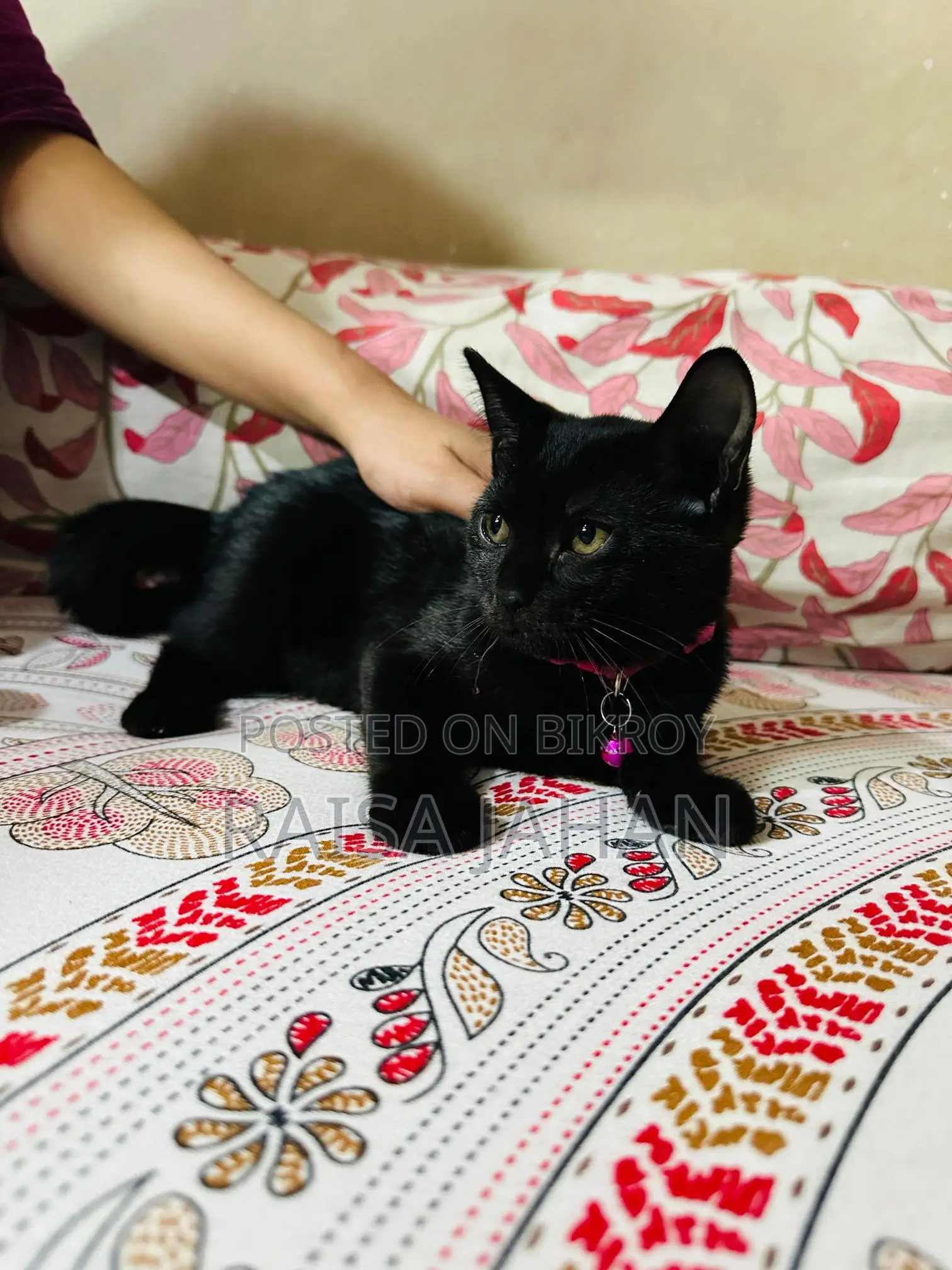 Mixed Breed Female Kitten