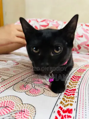 Mixed Breed Female Kitten