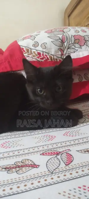 Mixed Breed Female Kitten