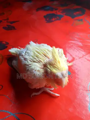 Cockatiel Baby Bird