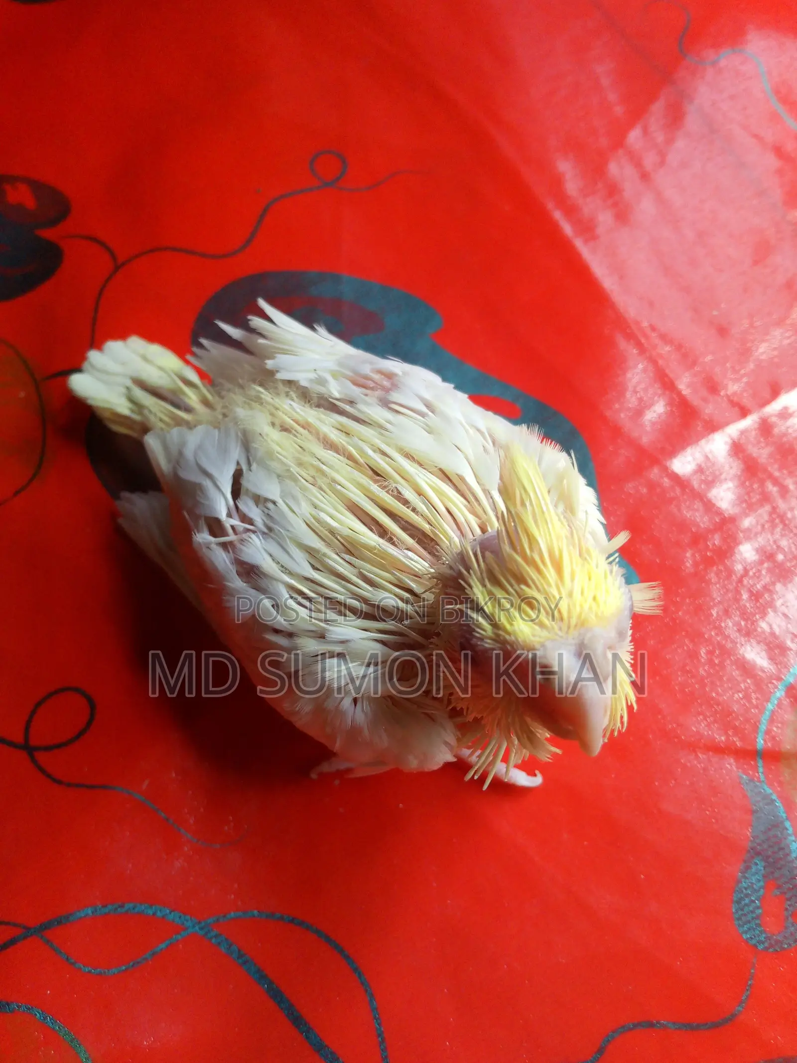Cockatiel Baby Bird