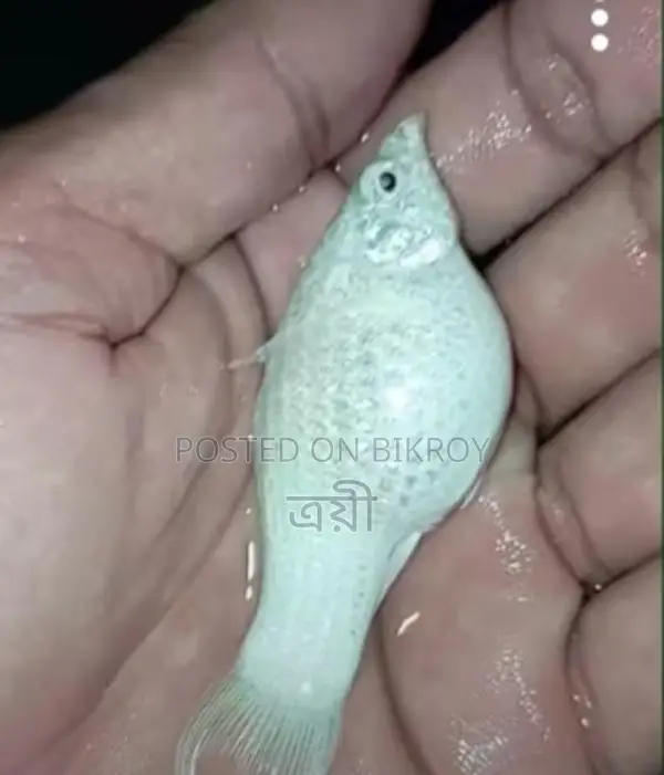 Molly Fish for Sale