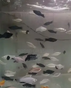 Molly Fish for Sale