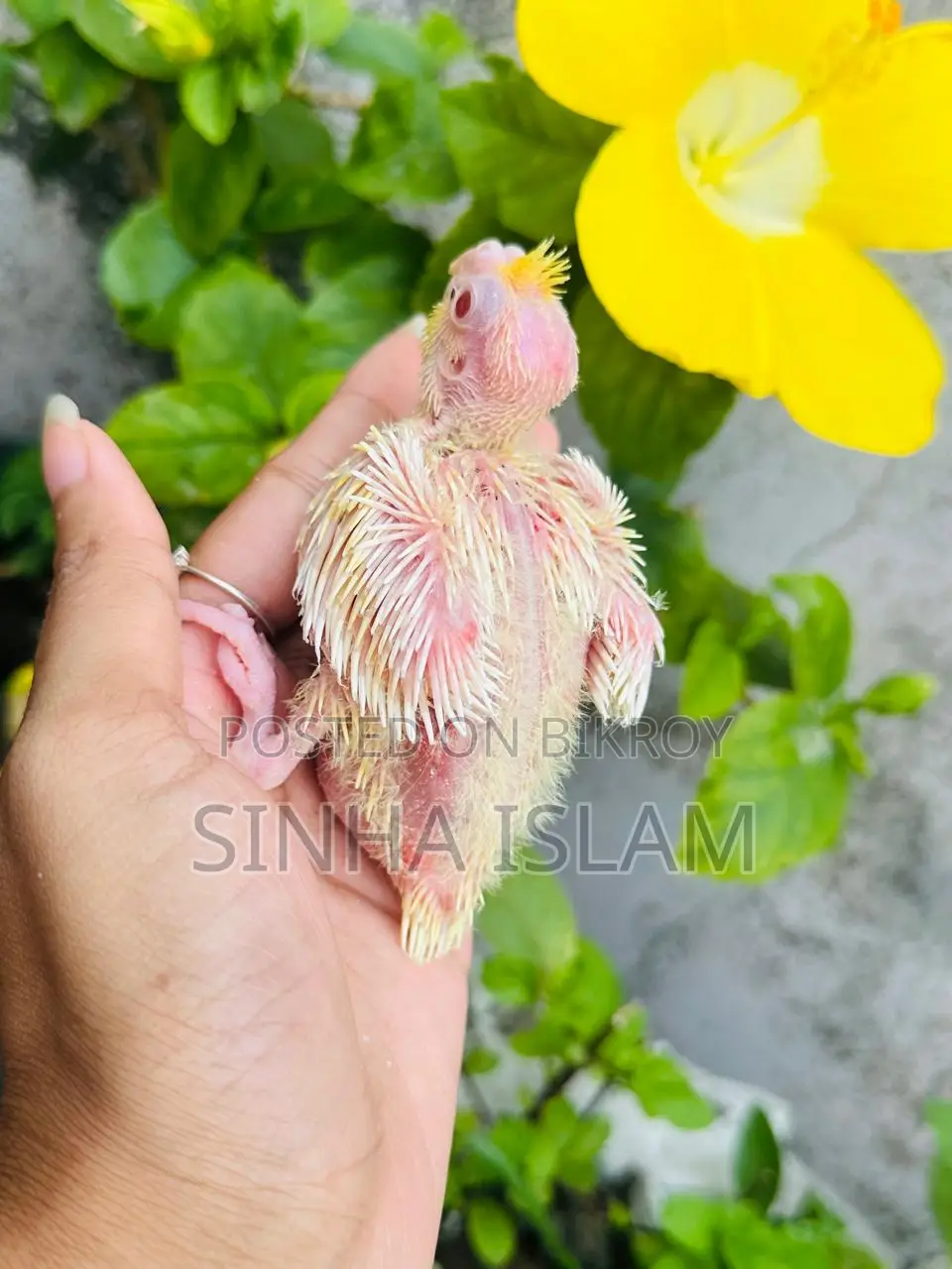ককাটেল পাখি