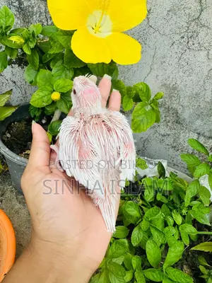 ককাটেল পাখি