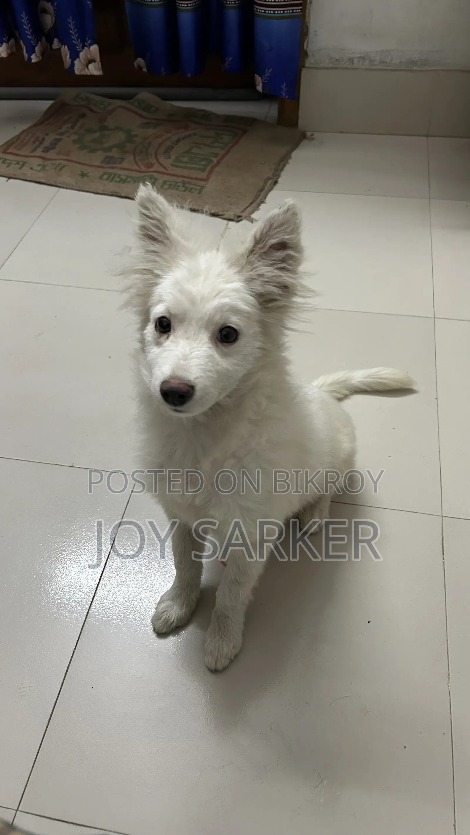 Good Quality German Spitz Dog