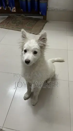 Good Quality Garman Spitz Dog