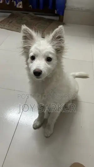 Good Quality German Spitz Dog