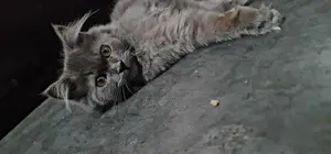 পার্সিয়ান মেল বিড়াল