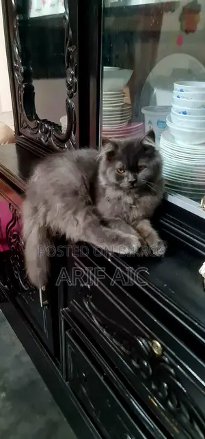 পার্সিয়ান মেল বিড়াল