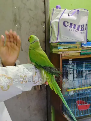 ইন্ডিয়ান রিংনেট টিয়া