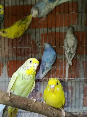 Budgerigar