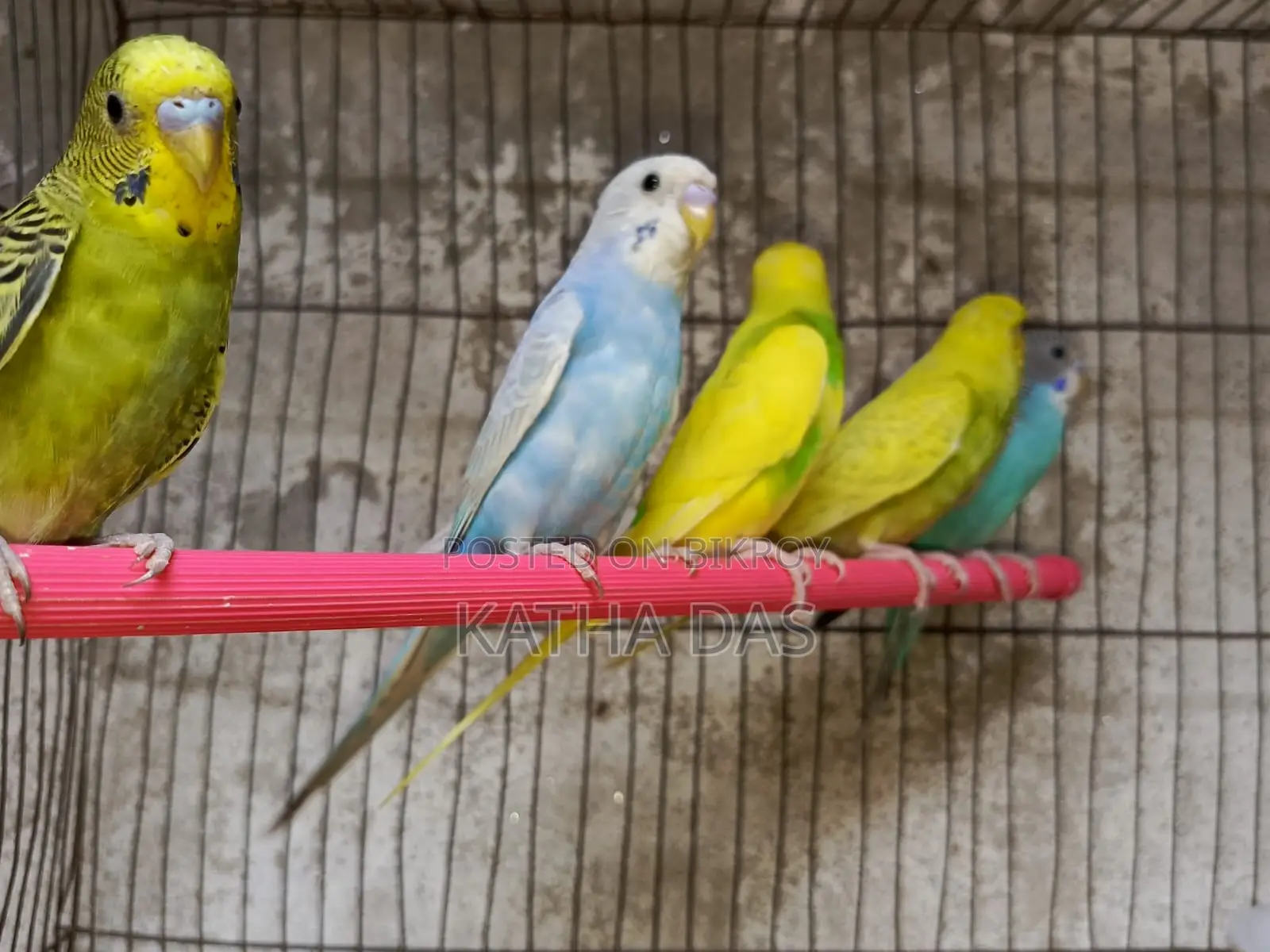 Budgerigar
