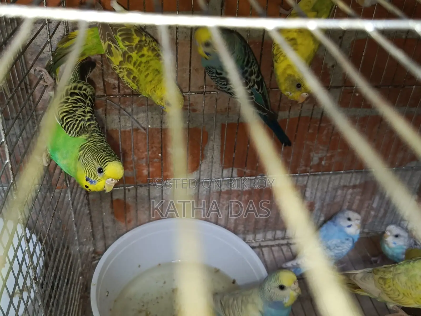Budgerigar