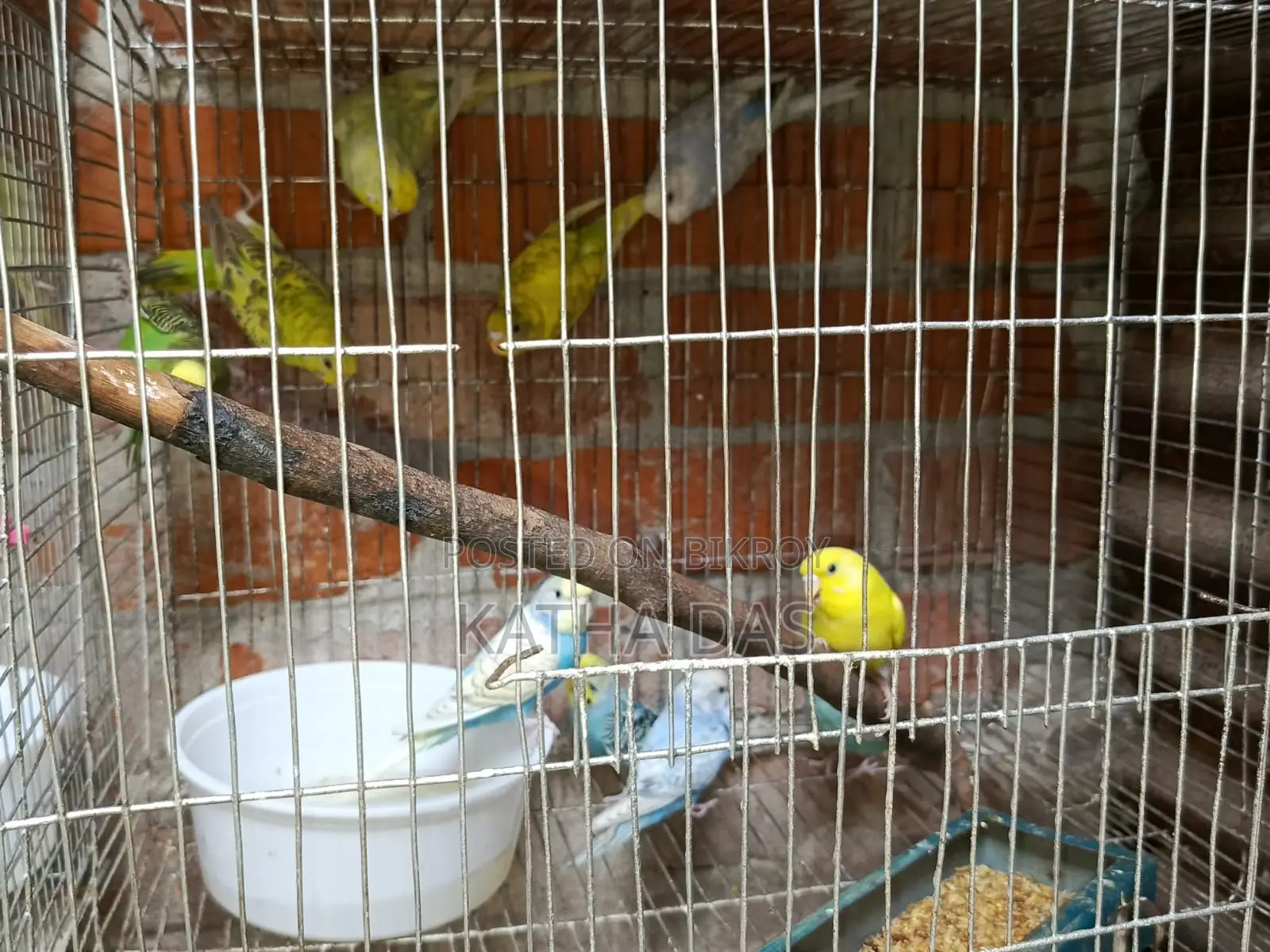 Budgerigar