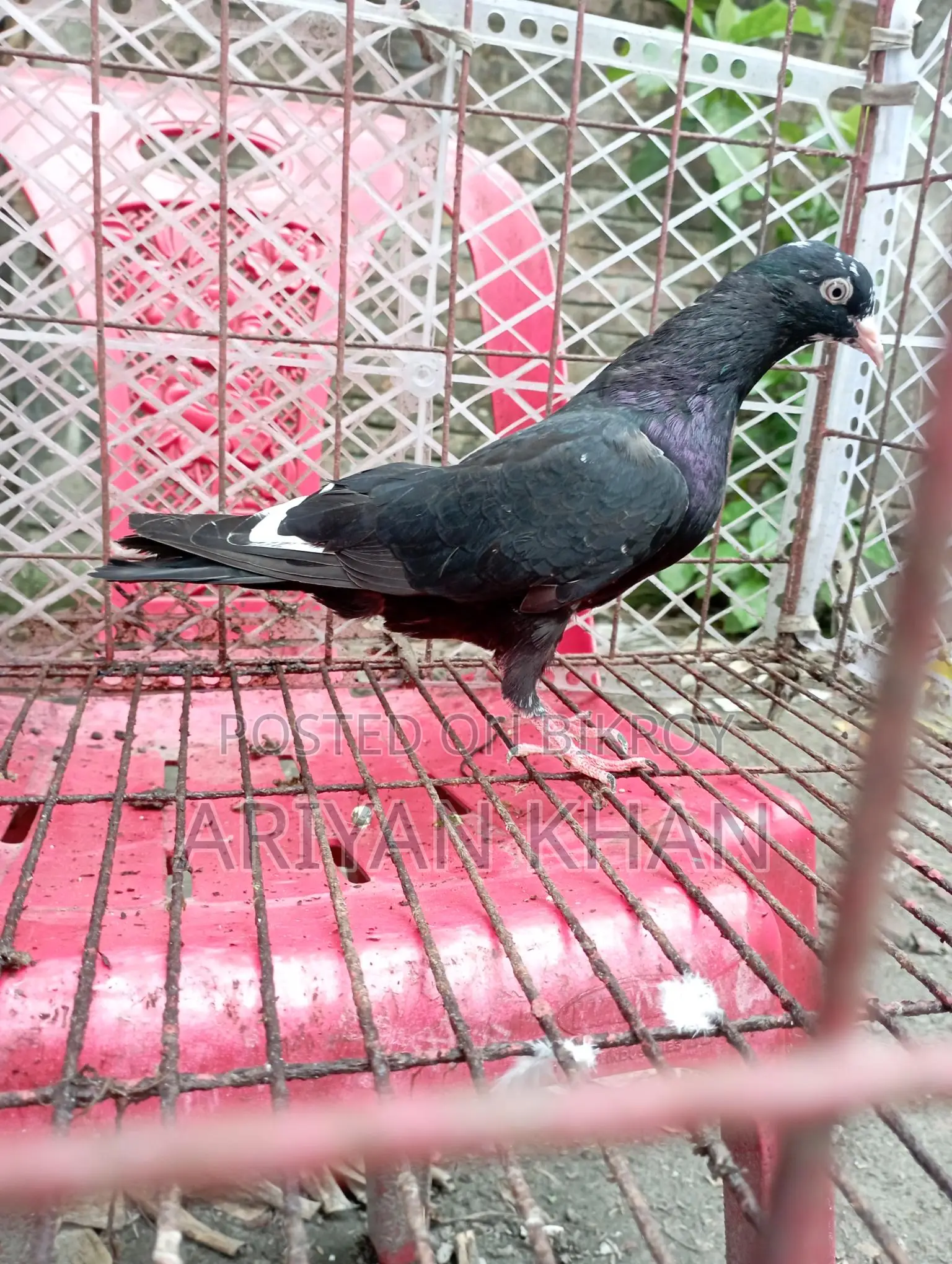 Some Giribaz Pigeons for Sale