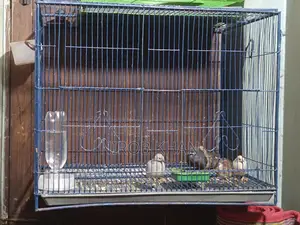 18-24 Size Bird Cage for Sale