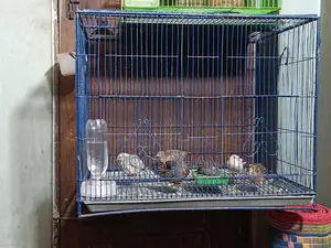 18-24 Size Bird Cage for Sale