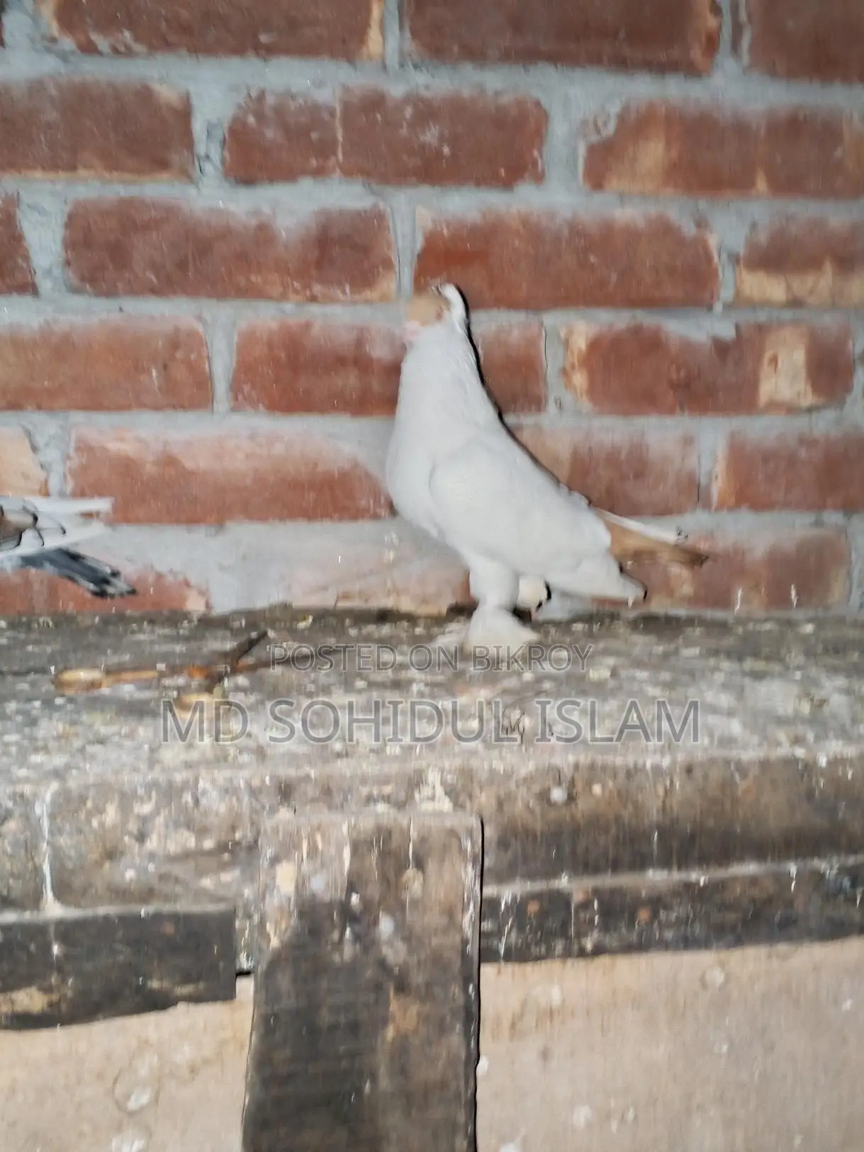 Pigeon Quality
