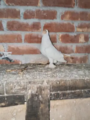 Pigeon Quality