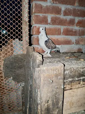 Pigeon Quality