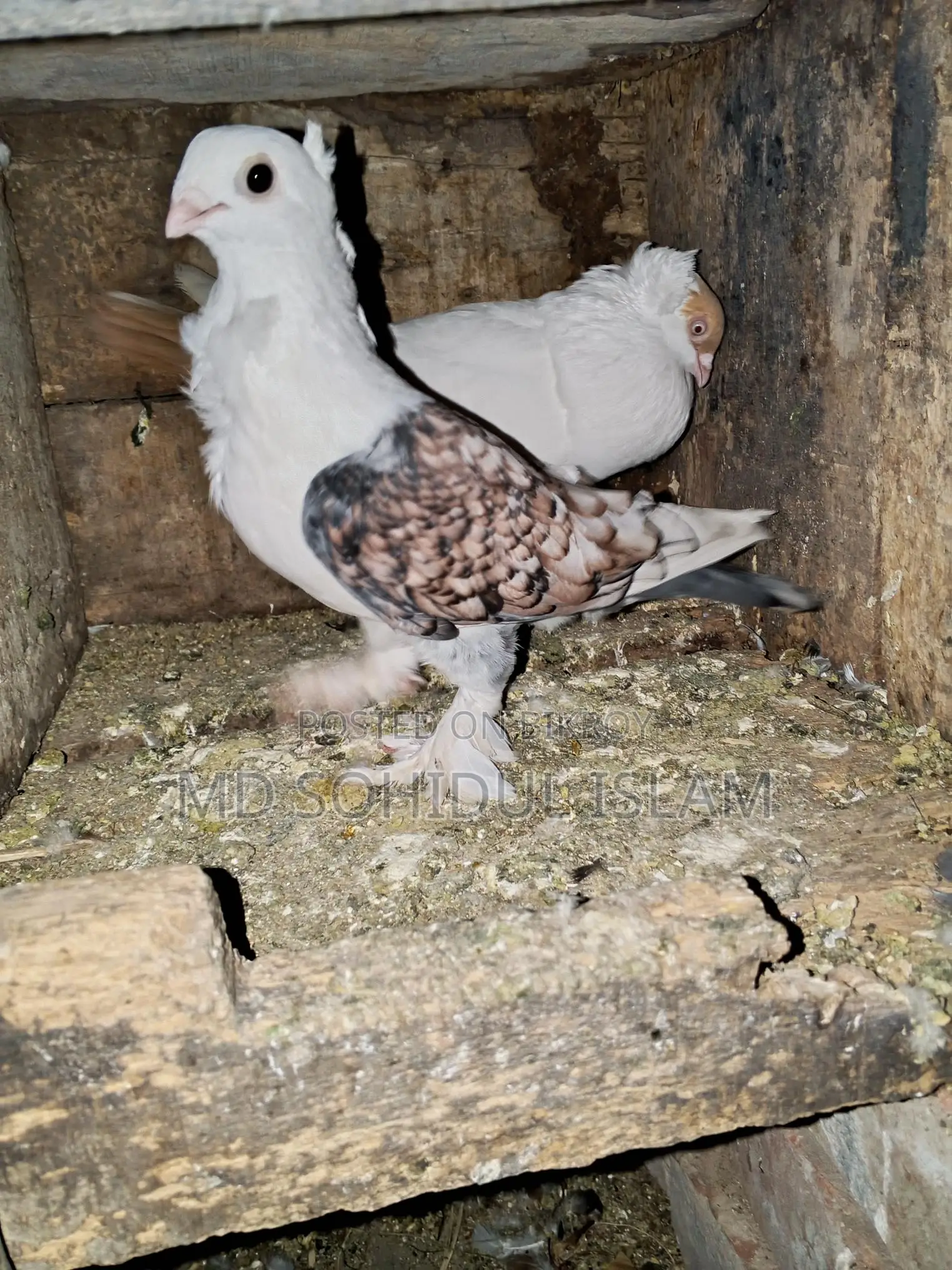 Pigeon Quality