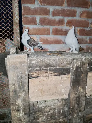 Pigeon Quality