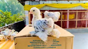 Colombian Light Brahma Chicks