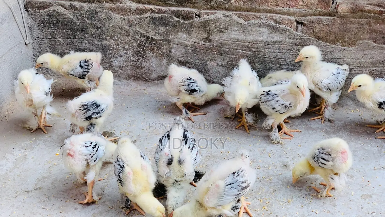 Colombian Light Brahma Chicks