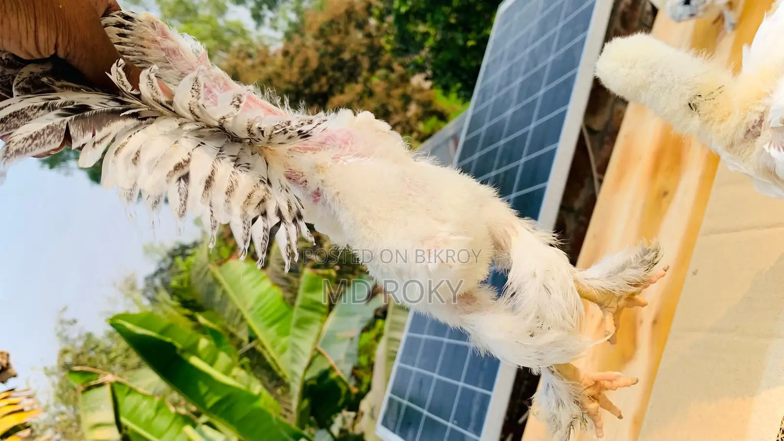 Colombian Light Brahma Chicks