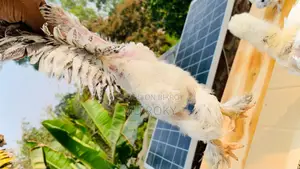 Colombian Light Brahma Chicks