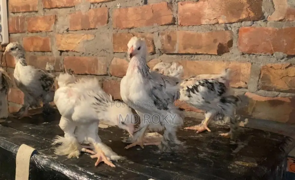 Colombian Light Brahma Chicks