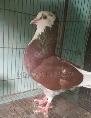 গোল্লা কবুতর