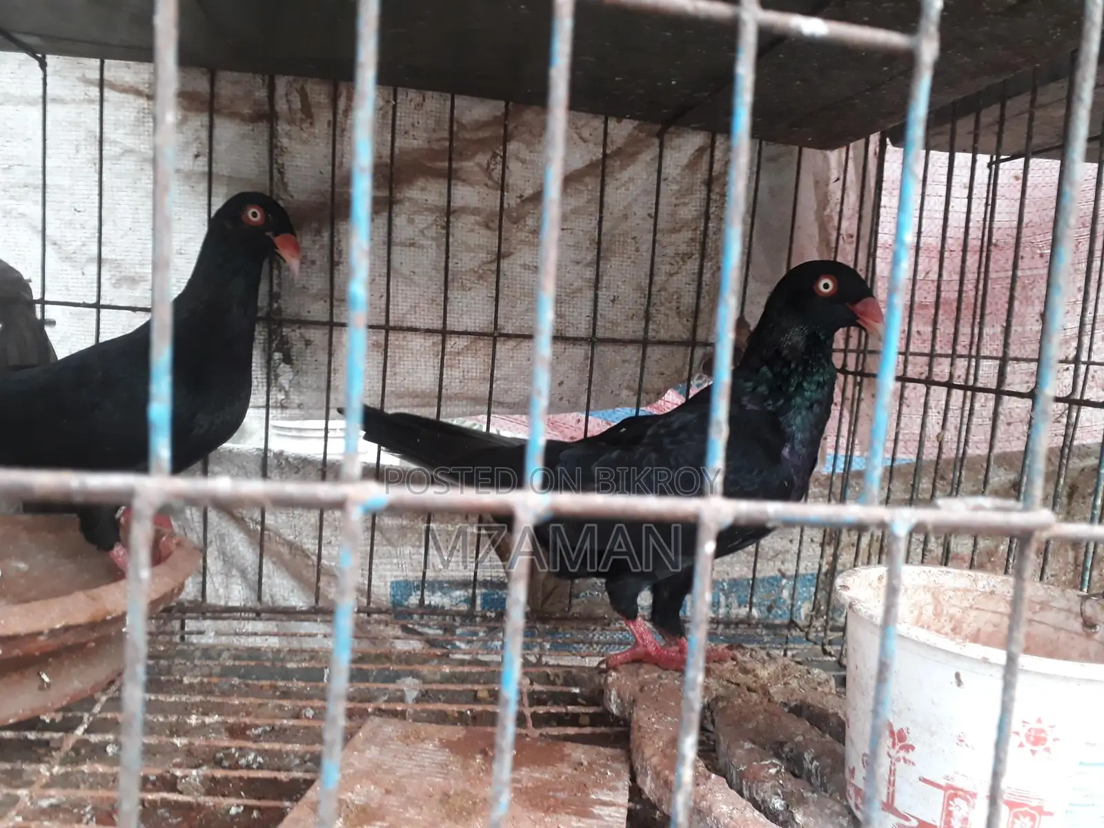 ব্ল্যাক ড্যানিশ রানিং পেয়ার