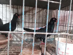 ব্ল্যাক ড্যানিশ রানিং পেয়ার