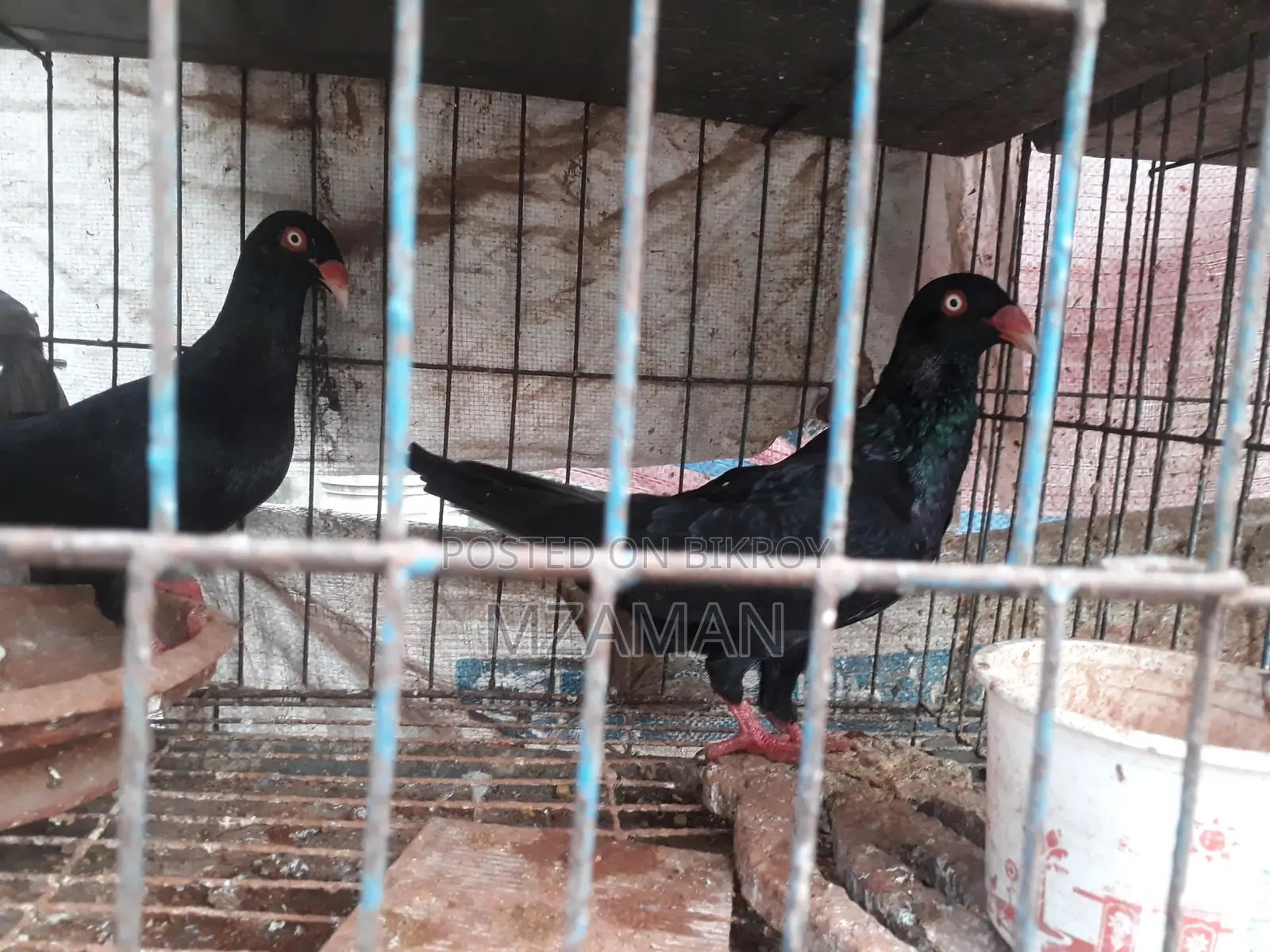 ব্ল্যাক ড্যানিশ রানিং পেয়ার
