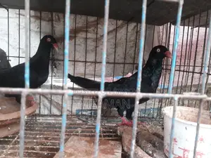 ব্ল্যাক ড্যানিশ রানিং পেয়ার