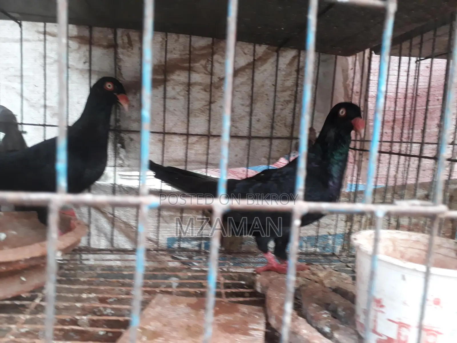 ব্ল্যাক ড্যানিশ রানিং পেয়ার