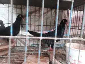ব্ল্যাক ড্যানিশ রানিং পেয়ার