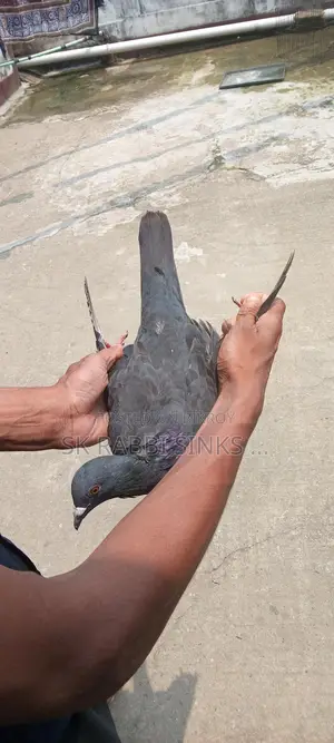 গেন্ডা জোড়া ও রেইচার নর বিক্রি হবে