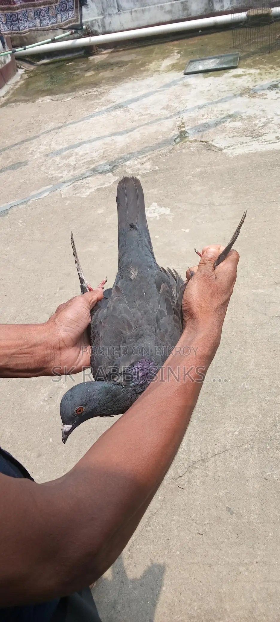 Genda Pair and Racer Male for Sale