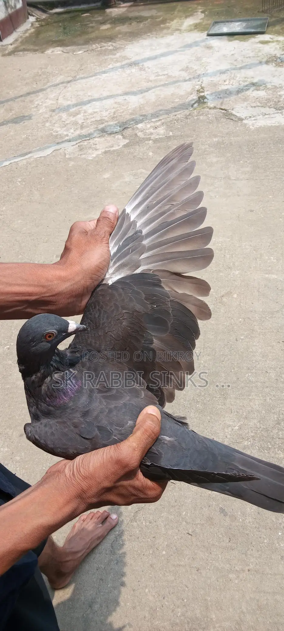 Genda Pair and Racer Male for Sale