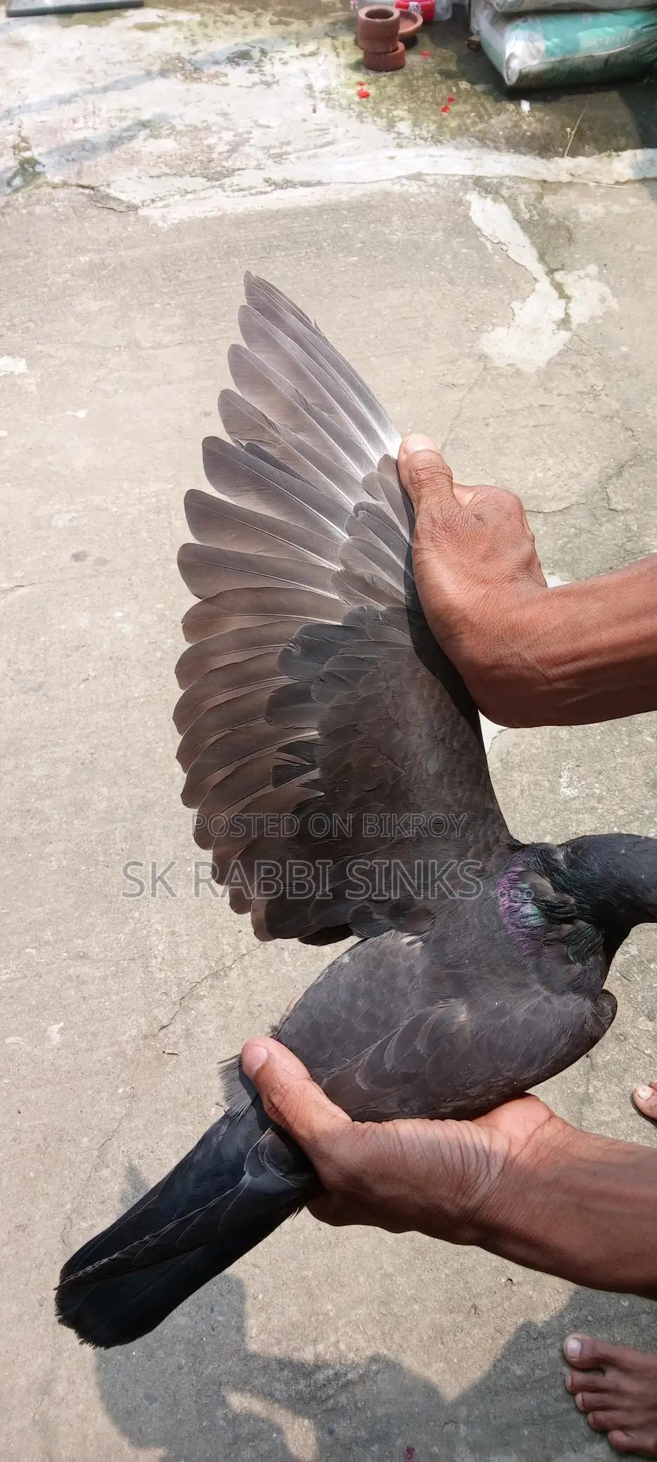 Genda Pair and Racer Male for Sale