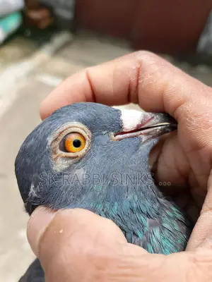 Genda Pair and Racer Male for Sale
