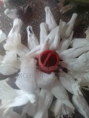 নিউ রানিং+ এডাল্ট দুইটি নর ময়ূর